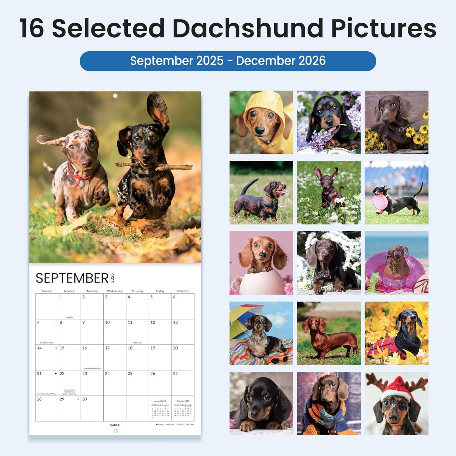 image:imageSUNEE 2026 Calendar for Wall 2026 Large Wall calendar 12x12 Inches with 16 Months from September 2025 to December 2026 Thick Glossy Paper 12 x 24 Open PathwayDachshund