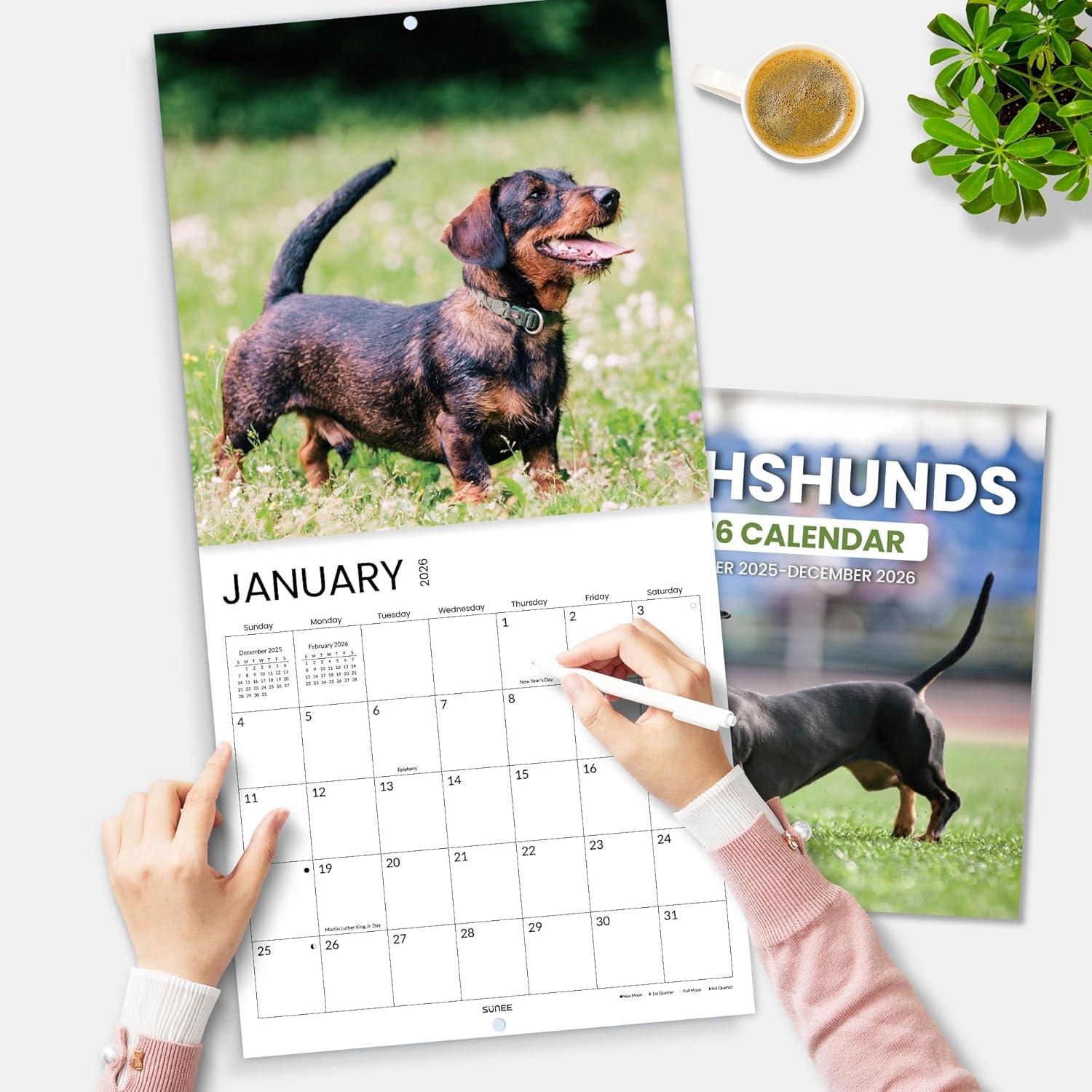 image:imageSUNEE 2026 Calendar for Wall 2026 Large Wall calendar 12x12 Inches with 16 Months from September 2025 to December 2026 Thick Glossy Paper 12 x 24 Open PathwayDachshund