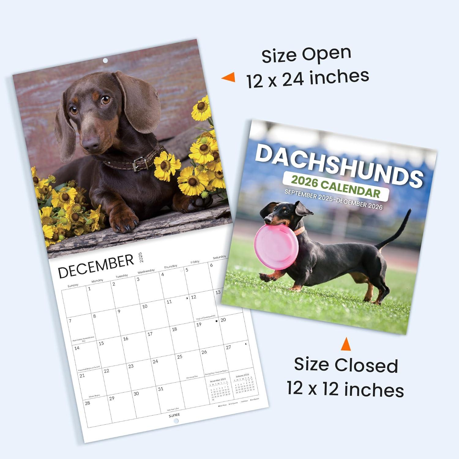 image:imageSUNEE 2026 Calendar for Wall 2026 Large Wall calendar 12x12 Inches with 16 Months from September 2025 to December 2026 Thick Glossy Paper 12 x 24 Open PathwayDachshund