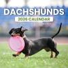 Dachshund